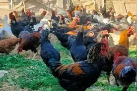 林下养鸡效益好 反季节养殖促增收图片