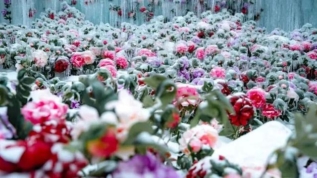 白云山今日开园！邀你共赏神仙雪景