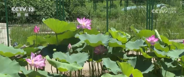 “凉爽+产业”拉动消费“花”样翻新，“荷”你相遇让老产业焕发新活力