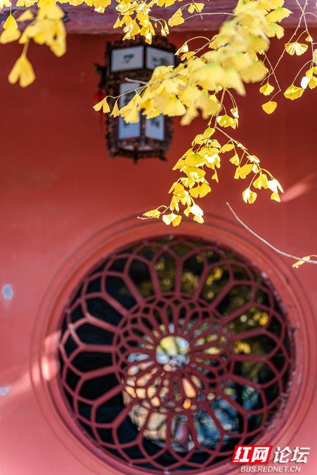 岳麓冬韵：秋色未尽处，斑斓染层林