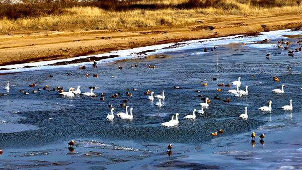 黄河河曲段流凌与天鹅共舞 冬日美景见证生态和谐