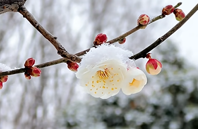 踏雪寻梅！来河南邂逅冬日限定浪漫吧