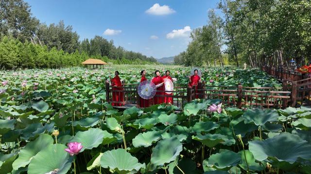 滕州：荷香氤氲双城 碧波荡漾新篇