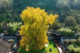 西安千年银杏树换金装图片