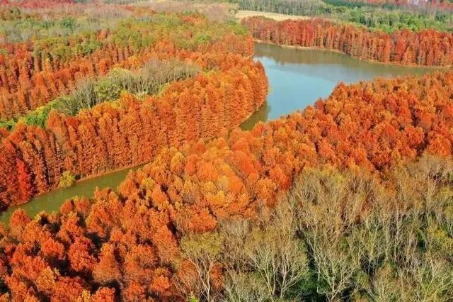 私藏！奉贤的秋，美到封神