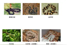 注意北京这些地区有蛇出没 ！遇到蛇千万不要这样做 ！图片