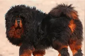 当二哈和藏獒生出的后代，主人想要生劈了二哈的感觉都有？图片