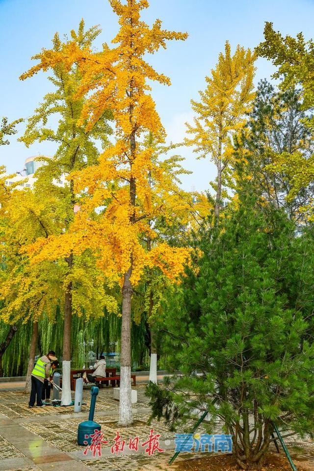 金叶翩跹映泉城，广场银杏醉游人