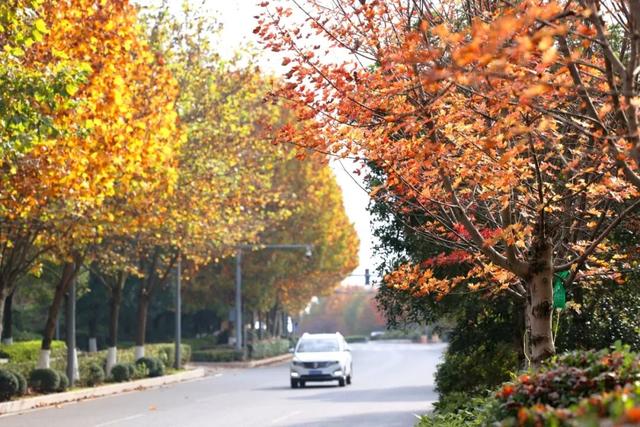 这含“金”量，不摆啦！贵阳的秋天，谁懂？