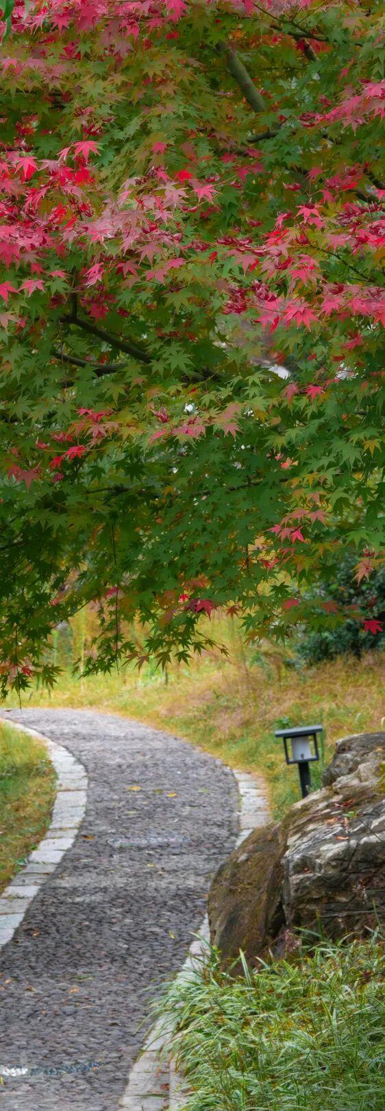 跟着这条线路，周末赏秋去！
