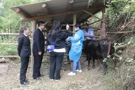 怀疑自家小牛跑到别家，福建一养牛户花万元为牛做“亲子鉴定”图片