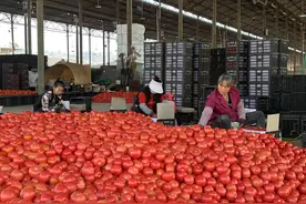 解码“南菜园”——南菜北运云南产地探访图片