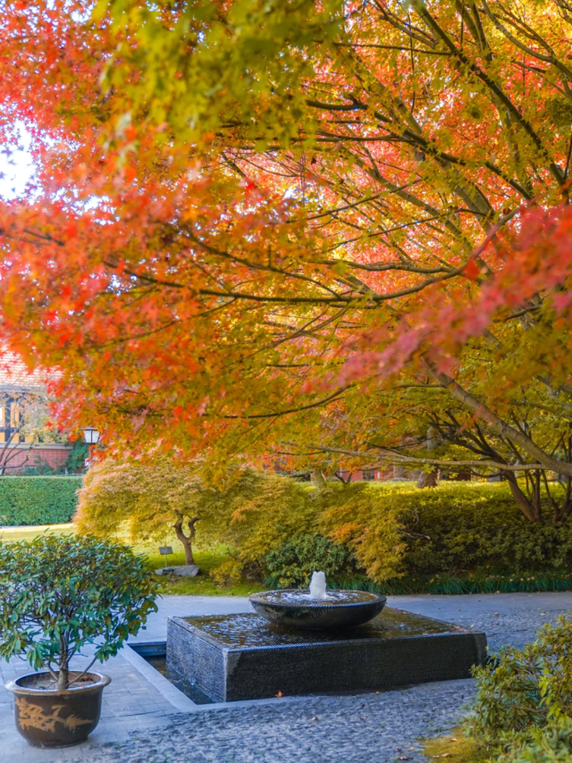 百年银杏+红枫草坪！藏在上海市中心的英式庄园化身现实版秋日童话秘境→