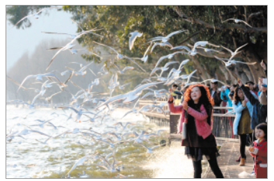 滇岸咖香候鸥来