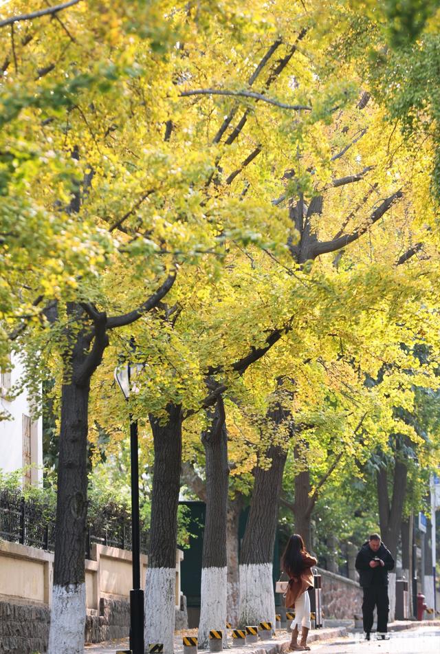 太平角银杏抢“鲜”黄！