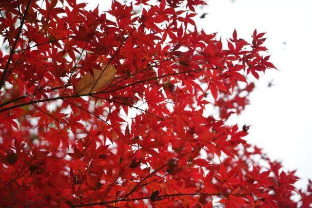 初冬出片“顶流”红了！到重庆园博园邂逅别样“枫”景