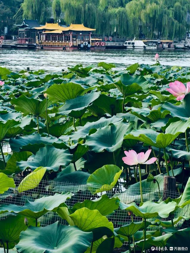 明湖美景