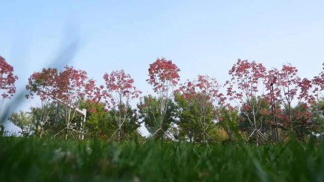 太美了！来副中心，邂逅落叶童话~