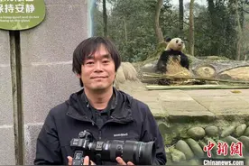 日本大熊猫摄影师：“香香”是我与中国精彩故事的起点图片