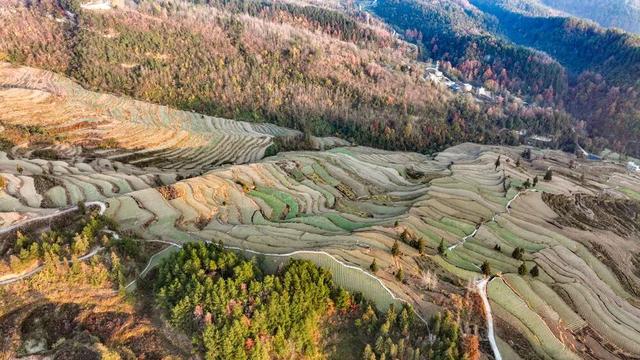 重庆酉阳：霜落梯田 晨景如画