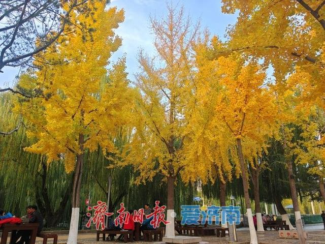 泉城深秋“金”装裹 银杏漫染诗意浓