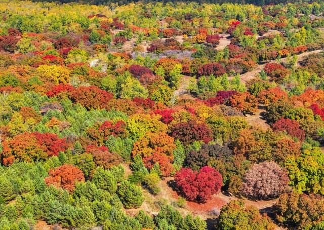 追光｜“蒙超”落幕，谁是最大赢家？
