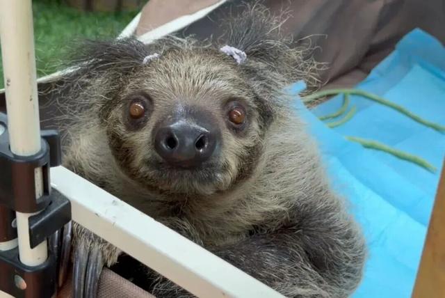 “疯狂动物城”原型，在北京找到了！