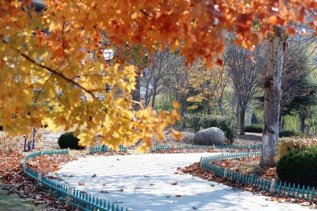 还在找威海初冬小众打卡地？这条河岸藏着惊喜