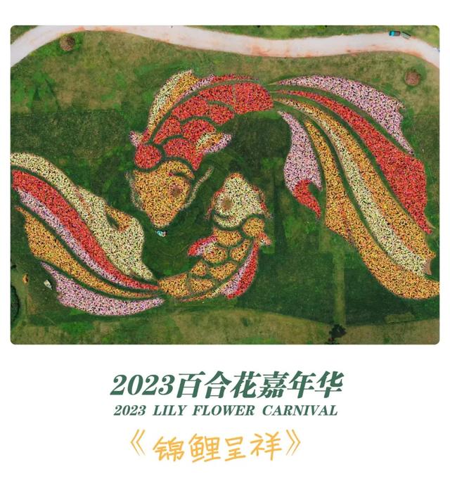 太平湖国庆百合嘉年华即将上线！