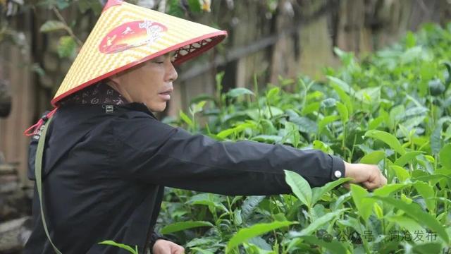 世界遗产景迈山的“暖冬”：茶香弥漫 旅游升温