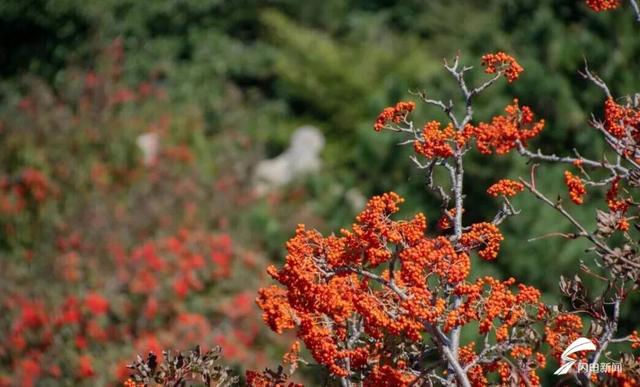 组图丨秋日登高 看泰山花楸染红岱顶