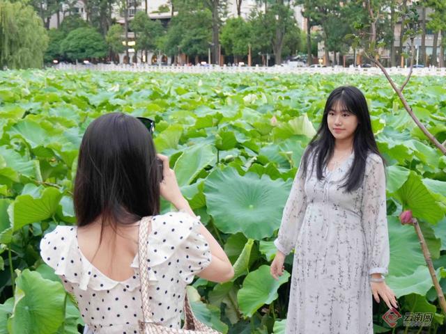 【高清组图】翠湖荷花盛放 日均吸引超3.6万人次赏花