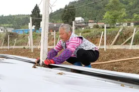 独山：百香果园种植忙 甜蜜产业富农家图片