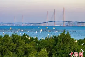 黄茅海跨海通道2月28日起开始收费图片