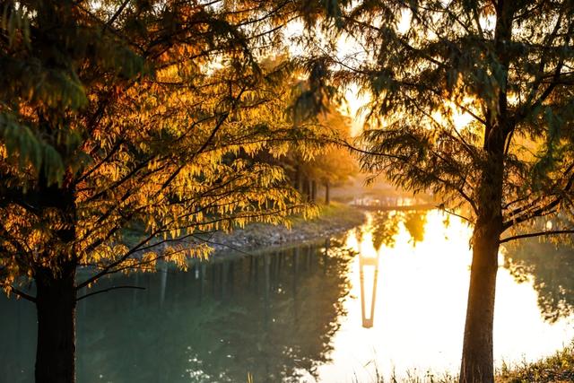 新晋秋日“顶流”美图来袭！魔都阿勒泰未开先火，落羽杉迎来最绚烂时刻