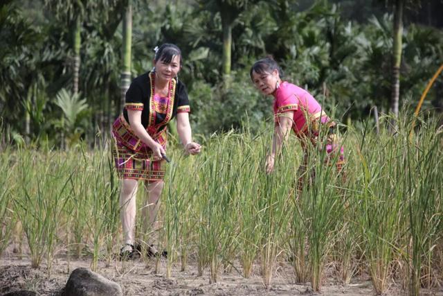多图+视频！一起回看2025年白沙“啦奥门”雨林与您山兰文化活动精彩瞬间