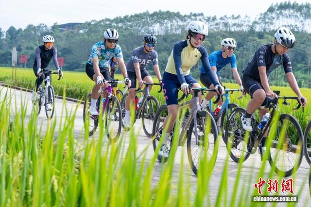 广西梧州稻浪金黄 骑行队伍穿梭享丰景