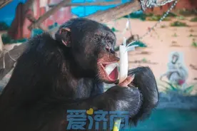 当非洲猩猩入乡随俗爱上章丘大葱!！网友劝它：你还得蘸点酱啊图片