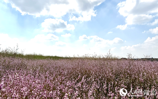 武汉桐湖：红蓼花开映碧水