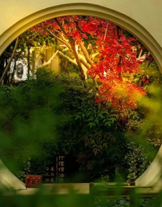 周末去打卡丨红了！吴江追“枫”宝典请收藏