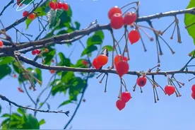 崂山樱桃谷周末迎采摘高峰，游客尽享樱桃采摘乐趣图片