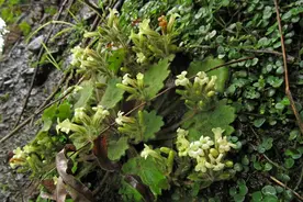 广东让“极危小花”逆天改命！丹霞“悬崖仙子”重生图片