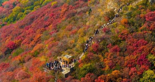 霜降至！中国五大红叶观赏地石门坊迎“全红时刻”，“齐鲁红叶之冠”尽显“当红不让”