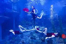 广州海洋馆元旦“上新”，神秘新成员和表演抢先看图片