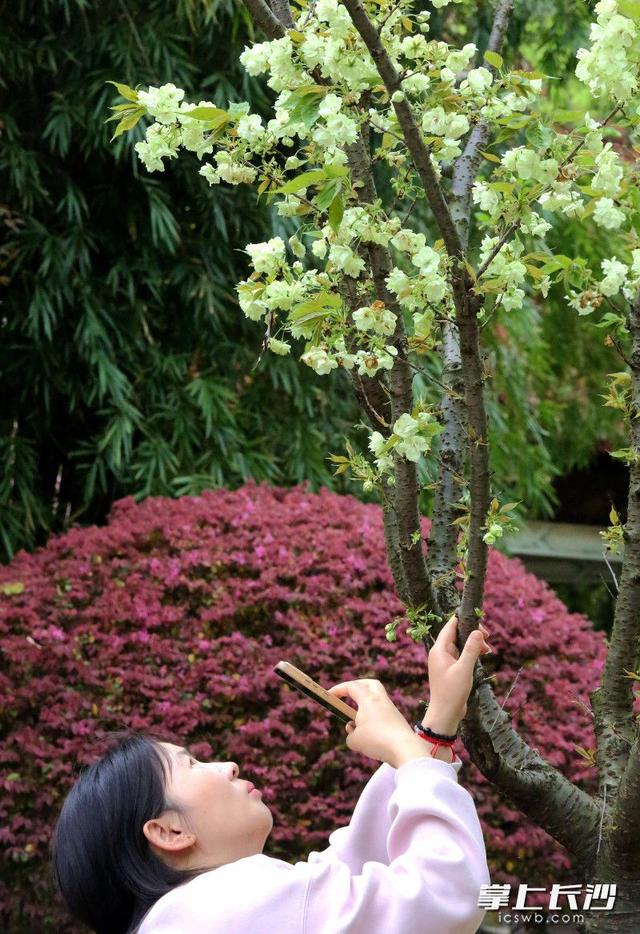 绿樱上线！长沙这两个公园等你来赏不一样的樱花