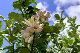 普洱镇沅：佛手花开村民笑图片