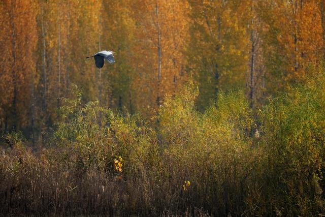 河北隆尧：初冬泜河风光秀美