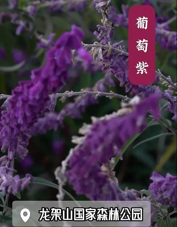 现在的黔南，已经美成这样了→