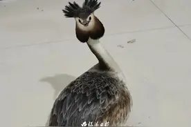 山西生物“朋友圈”︱受伤“怪鸟”在临汾被救，原来它叫鸊(pì)鷉图片