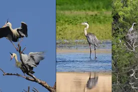 联播观察丨聪明苍鹭 善择良木图片